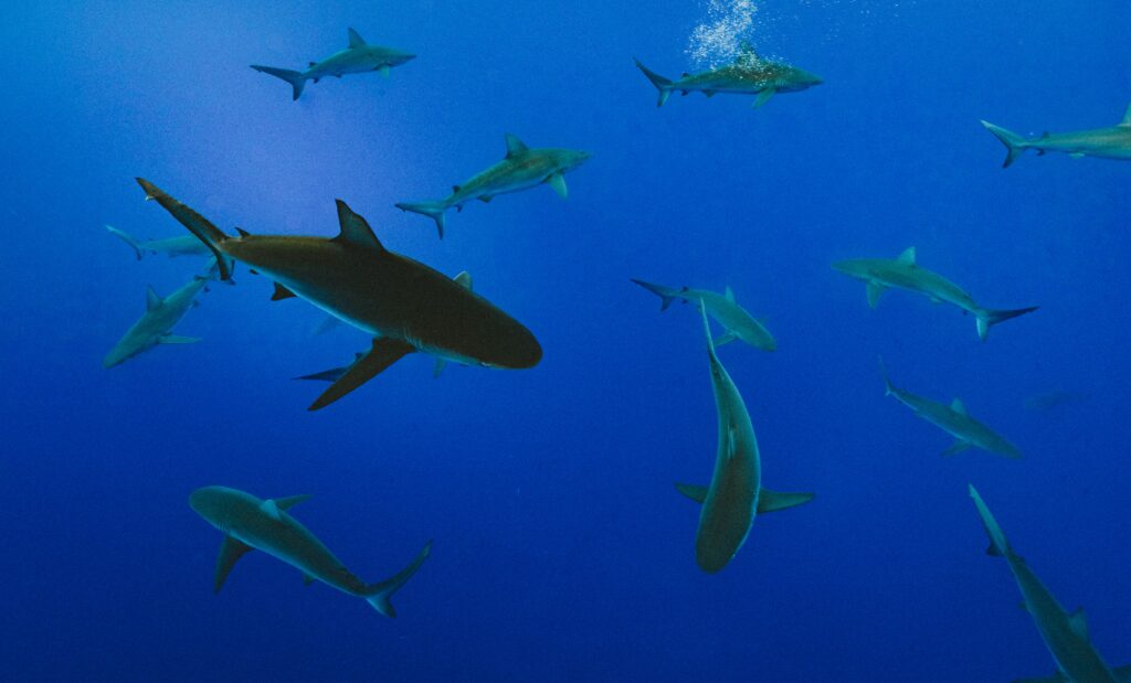 EU shark‑fin exports drop; 2025 market worth 44.8 million euros