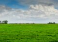 Campo di Mollem nelle Fiandre in Belgio, 2020. Crediti: Hugo Kruip via Unsplash