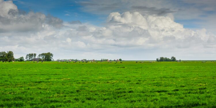 Campo di Mollem nelle Fiandre in Belgio, 2020. Crediti: Hugo Kruip via Unsplash