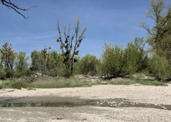 Un tratto del Danubio in secca nei pressi di Stopfenreuth [foto: Doronenko/imagoeconomica]