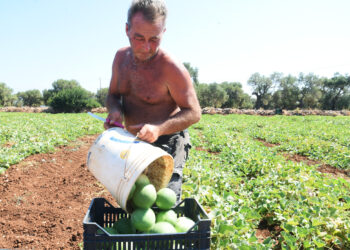 Caldo e lavoro, un agricoltore nei campi [foto: Saverio De Giglio/imagoeconomica]
