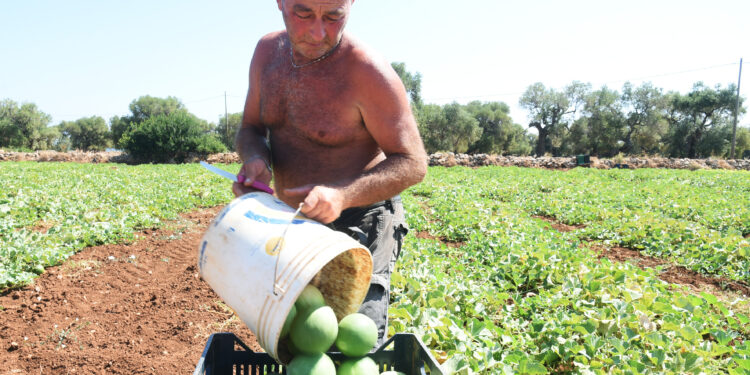Caldo e lavoro, un agricoltore nei campi [foto: Saverio De Giglio/imagoeconomica]