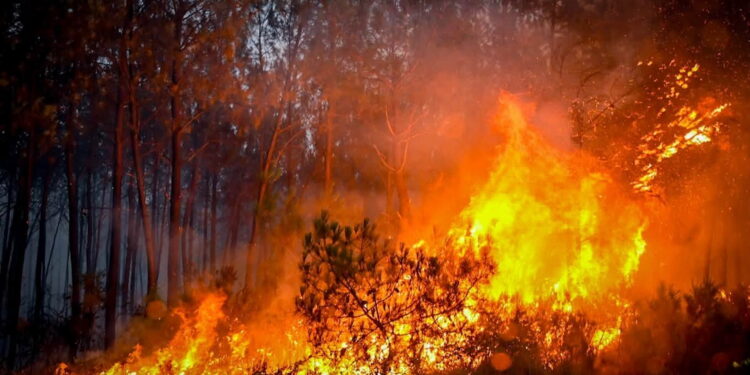 Incendio boschivo in Francia [Bordeaux, 25 luglio 2026. Foto: Marion Fourniès / FNSPF, via imagoeconomica]