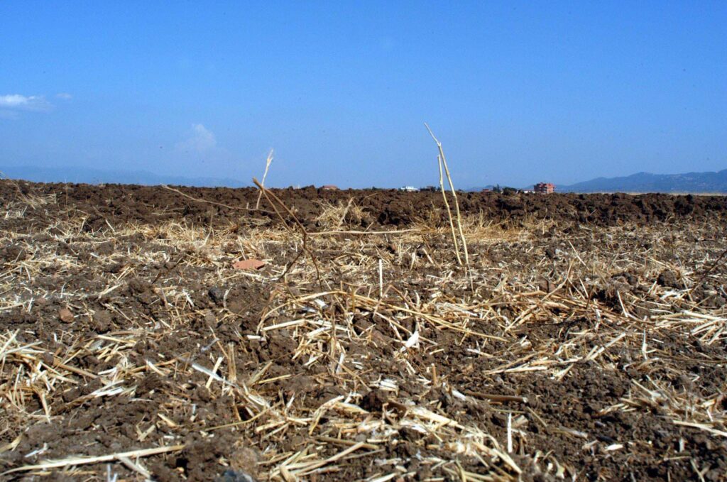 Crops in crisis due to heat and drought; the EU warns: “Agriculture must become more resilient”