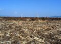 Agricoltura, coltivazione in siccità [foto: De Rose/imagoeconomica]