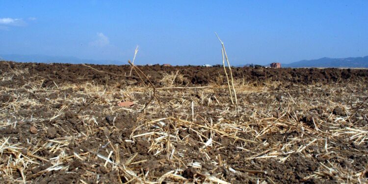 Agricoltura, coltivazione in siccità [foto: De Rose/imagoeconomica]
