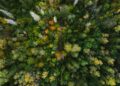 Natura. Crediti: Kristaps Ungurs via Unsplash