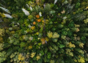 Natura. Crediti: Kristaps Ungurs via Unsplash