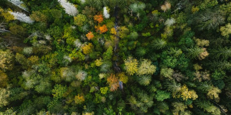 Natura. Crediti: Kristaps Ungurs via Unsplash