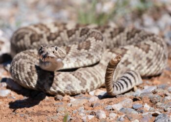 Vipera clima commissione UE Manon Aubry