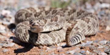 Vipera clima commissione UE Manon Aubry