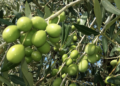 Oliva Alta Daunia. Crediti: Ministero dell'Agricoltura, della sovranità alimentare e delle foreste italiano