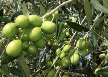 Oliva Alta Daunia. Crediti: Ministero dell'Agricoltura, della sovranità alimentare e delle foreste italiano