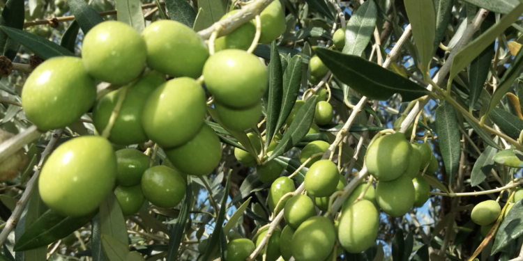 Oliva Alta Daunia. Crediti: Ministero dell'Agricoltura, della sovranità alimentare e delle foreste italiano