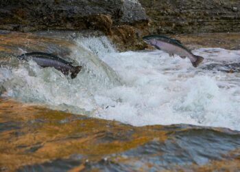Salmoni. Crediti: Brandon via Imagoeconomica