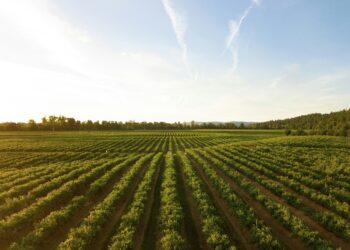 Agricoltori. Crediti: Dan Meyers via Unsplash