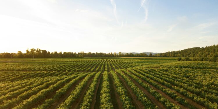 Agricoltori. Crediti: Dan Meyers via Unsplash